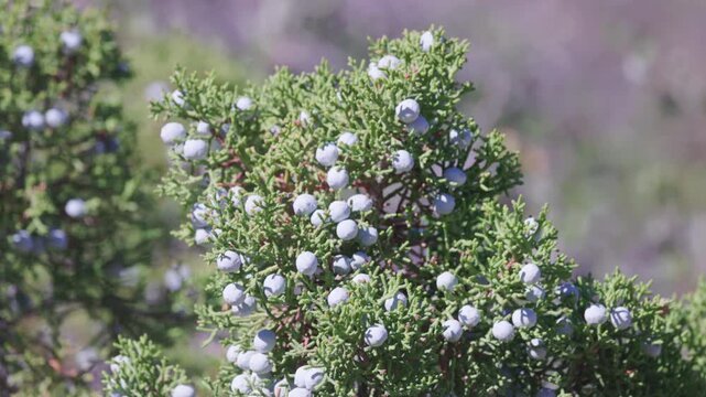 a zoom in clip of berries on a california juniper tree at joshua tree national park in california, usa