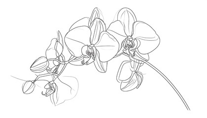複数の花が連なって咲く蘭の花の輪郭を柔らかくまとめた上品なスケッチ