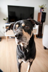 A black and brown dog is standing in front of a television