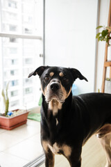 A black and brown dog is standing in front of a window