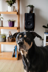 A black dog is standing in front of a shelf with a plant on it