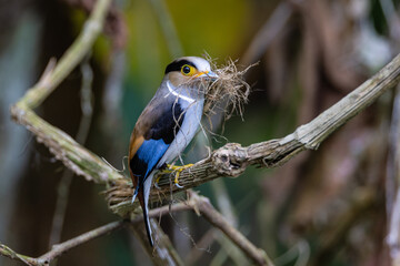 Silver-breasted Broadbill, a rare bird on the branch of the tree.
