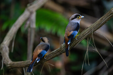 Silver-breasted Broadbill, a rare bird on the branch of the tree.