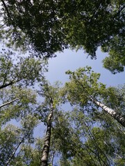 Birch grove trees from bottom to top and blue sky with sunlight