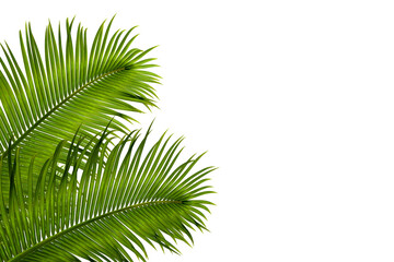 palm tree leaves