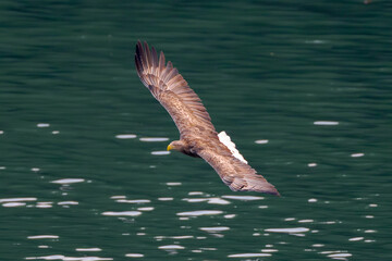 Close-up Profile of White-tailed Eagle (Haliaeetus albicilla) in Flight, Taiwan
