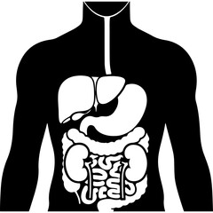 Human anatomy diagram with transparent background