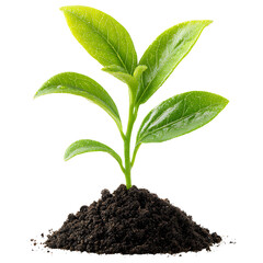 Green plant seedling growing from soil isolated on transparent background.