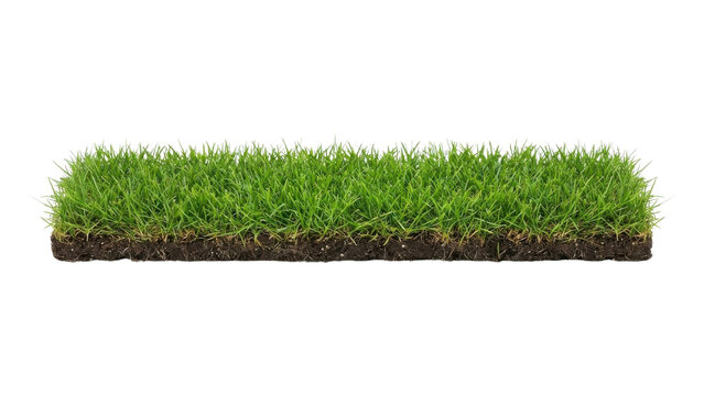 Isolated strip of green grass and soil on white background