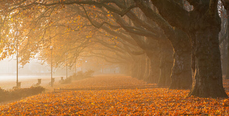 Avenue of plane trees in the warm light of a misty autumn morning