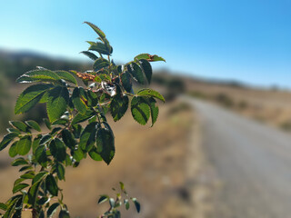 Green leaves on a branch with blurred country road background