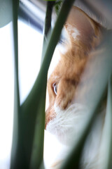 cat looking through a window