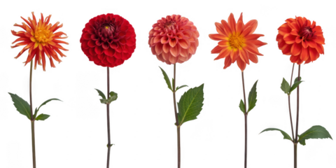 Five colorful dahlias flowers floral isolated on a transparent background