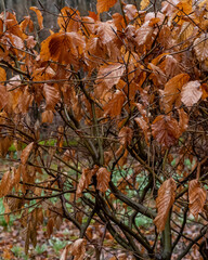 Autumn leaves cling to branches in a serene forest scene showcasing seasonal change during late fall