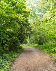 Fototapeta premium Serene nature trail winding through lush greenery in a peaceful forest during daylight hours