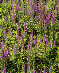 Obraz premium Fields of vibrant purple flowers bloom under bright sunlight in a peaceful outdoor setting during springtime
