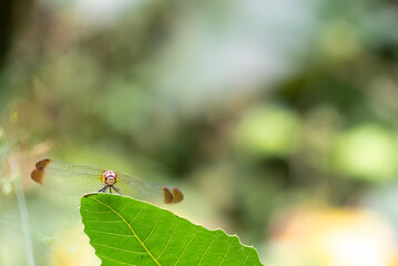葉っぱの上に静かにとまるトンボ　アキアカネをズームアップ