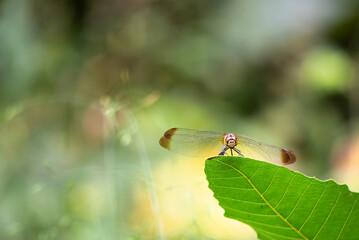 葉っぱの上に静かにとまるトンボ　アキアカネをズームアップ