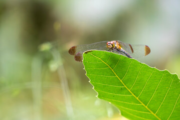 葉っぱの上に静かにとまるトンボ　アキアカネをズームアップ