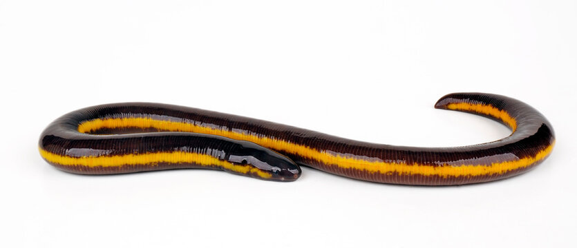 Koh Tao Island caecilian // Koh Tao - Fischw&uuml;hle (Ichthyophis kohtaoensis) - Thailand