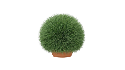 Green Topiary Ball Plant in Terracotta Pot Isolated on White Background