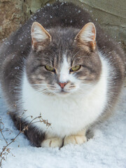 A gray and white cat sits outside in the snow