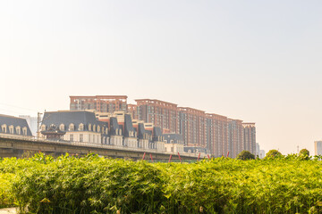 Fototapeta premium The water bamboo plants in the park