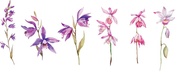 pink flowers on white background