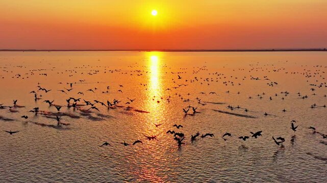 Migratory birds at sunset in Poyang Lake, a flock of geese in flight
