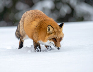Obraz premium A solitary red fox is captured mid-pounce, nose first, diving dramatically into a deep, freshly fallen layer of powder snow.