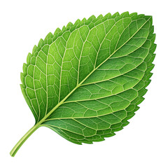 fresh green leaf on white background
