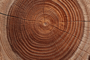 Fototapeta premium close up of weathered wood grain texture with concentric rings and cracks
