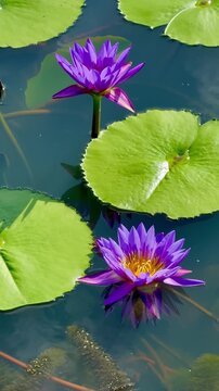 Purple water lily flowers blossom