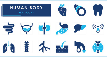 A set of flat icons related to Human Body. Organs, body, heart, lungs, intestine, bladder, kidney, private parts, and so on.