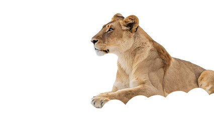 Obraz premium lioness sitting on an egg isolated on transparent background