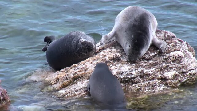 Baikal seals relax on a rocky outcrop in the clear waters of Lake Baikal. Seals lounge, looking around and enjoying the sunny weather in their natural habitat.