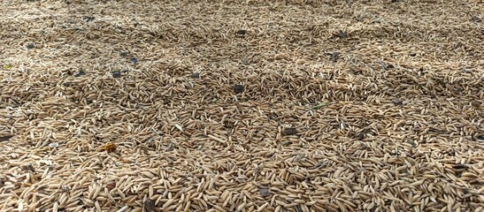 Unhusked Rice Grains Texture Background from Agricultural Harvest
