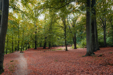 Fototapeta premium A serene walking path winds through a lush beech forest in Ramlosa Brunnspark, Sweden, featuring a dense carpet of vibrant red and orange autumn leaves on the forest floor.