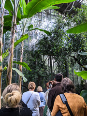 Rear view of a group of people standing amidst large banana trees inside a soaring glass botanical conservatory.