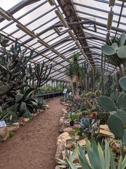 Sunlight filters through a glass-roofed conservatory filled with a vast collection of cacti and desert succulents along paths.