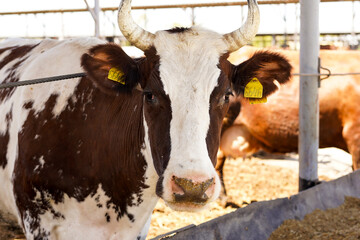  Close-up portrait of a white and brown spotted cow with horns and yellow ear tags at a farm.