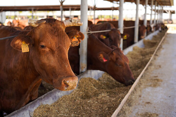 Row of brown cattle with yellow ear tags feeding on hay in a long metal trough at a ranch.