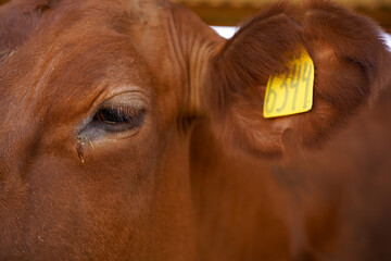 Extreme close-up of a brown cow's eye and ear with a yellow identification tag on a farm.