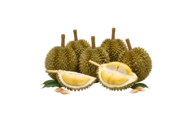 Collection of Durian fruit separated on a white backdrop