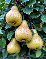 Close-up of Ripe Pears Hanging on a Pear Tree Branch with Green Leaves, Ready for Harvest