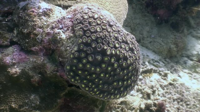 Observing the intricate details of Favia or Favites coral, a colonial stone coral, thriving in its natural habitat. A mesmerizing glimpse into the underwater ecosystem of the Philippines.