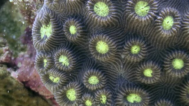 This underwater glimpse reveals the mesmerizing textures and vibrant colors of a Favia or Favites coral head, a member of the Faviidae family, thriving in the waters of the Philippines.