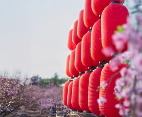 Japanese lanterns decorated in cherry blossom festival.