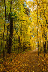Fototapeta premium Forest path in autumn park covered with falling leaves. Beautiful woodland landscape during fall season for nature background.