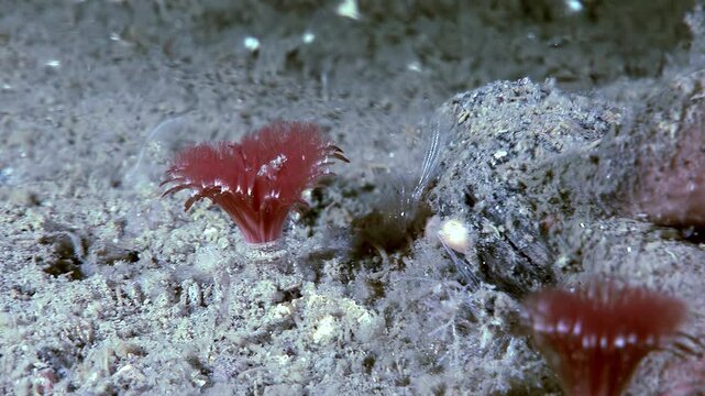 Two Serpula Vermicularis, or red tube worms, stand prominently on the seabed. The scarlet plumes are open, revealing the tiny details of their structure amidst the ocean environment.
